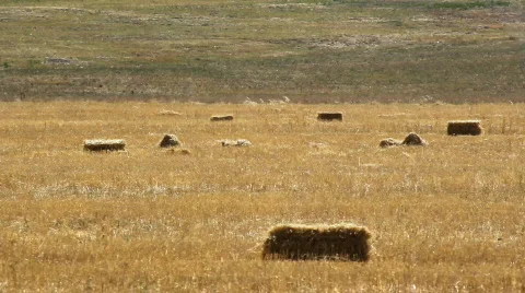 Tractor 1 Video stock 854417