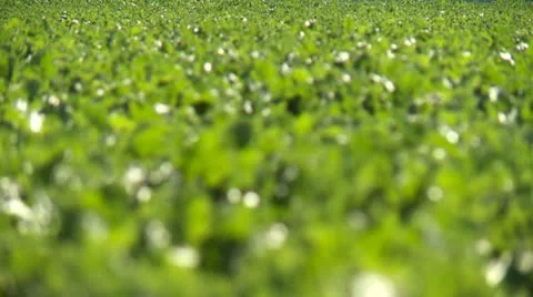 Tractor, Agriculture Stock Footage 11428931