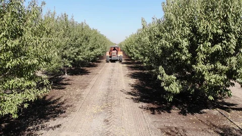 Tractor almond orchard Stock Footage 128540253