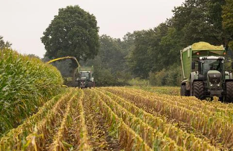 Tractor and chopper during the corn harvest Stock Photos