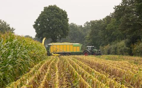 Tractor and chopper during the corn harvest Stock Photos