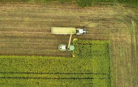 Tractor and chopper during the corn harvest Fotos Stock