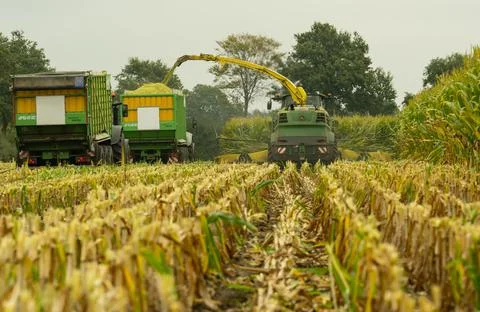 Tractor and chopper during the corn harvest Stock Photos