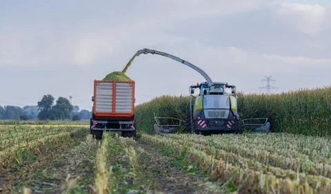 Tractor and corn chopper during corn harvest Stock Photos