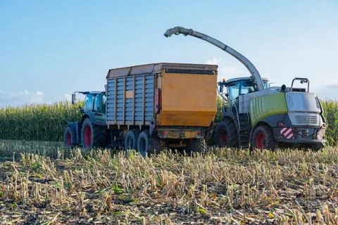 Tractor and corn chopper during corn harvest Stock Photos