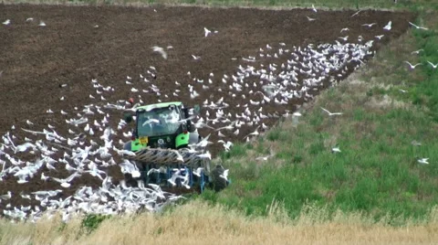 Tractor and seagulls 2.1 Stock Footage 41369230