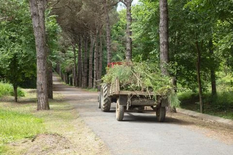 Tractor and trailer with branches Stock Photos