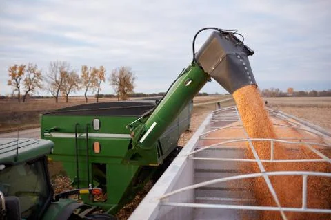 Tractor and trailer offloading corn into a semi Foto stock