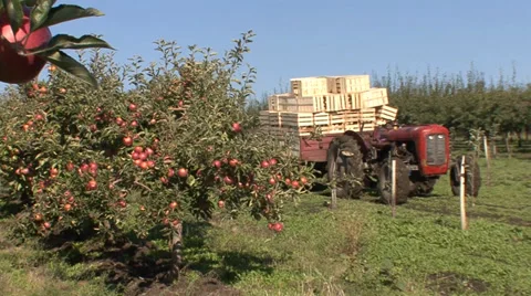 Tractor in an apple orchard 스톡 동영상 35714045