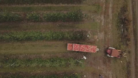 A tractor with an apple trailer drives through the garden Stock Footage 120353967