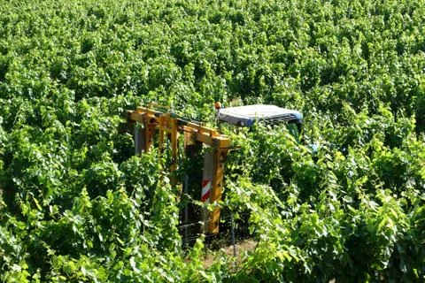 Tractor being used to prune the grape vines in a vineyard in summer Foto stock