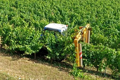 Tractor being used to prune the grape vines in a vineyard in summer Stock Photos