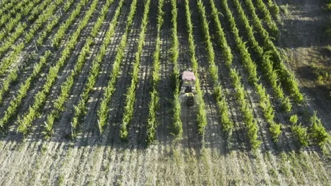 Tractor between rows of vineyards. Tractor movement in the rows of vineyards 動画素材 156894385