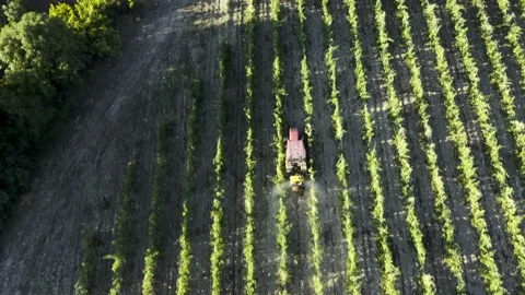 Tractor between rows of vineyards. Tractor movement in the rows of vineyards 動画素材 156935722