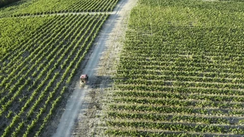 Tractor between rows of vineyards. Tractor movement in the rows of vineyards Vidéo 156957824
