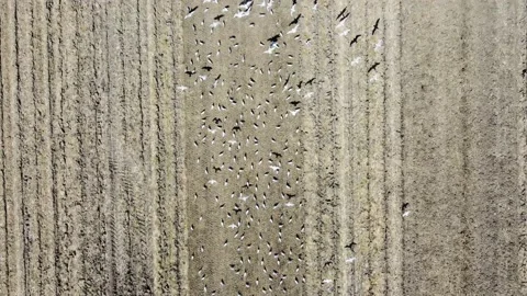 Tractor birds Stock Footage 220555734