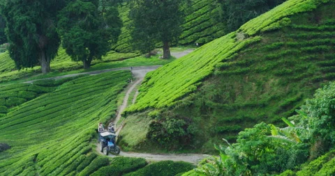 Tractor At The BOH Tea Plantation in Cameron Highlands, Malaysia Stock Footage 150825217