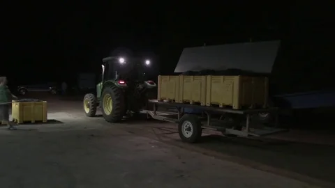 Tractor brings a load of grape containers from the vineyard at night, 4K. Stock Footage 85410565