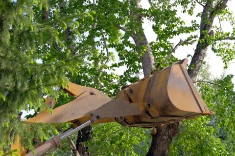 The tractor bucket breaks the branches of the tree with foliage. The concept  Stock Photos
