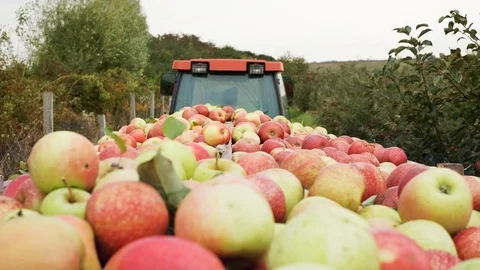 Tractor Carries Ripe Fruit. Stock Footage 100879545