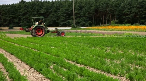 Tractor on carrot field Stock Footage 7135705
