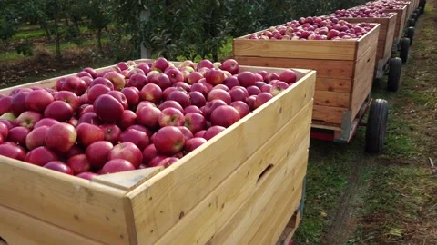 The tractor is carrying boxes of apples through the garden. Stock Footage 165063741
