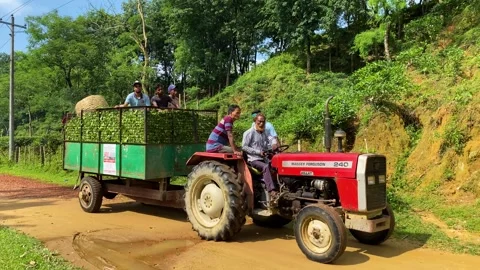 Tractor carrying tea farm workers along dirt road, red tractor pulling trailer Stock Footage 342275218