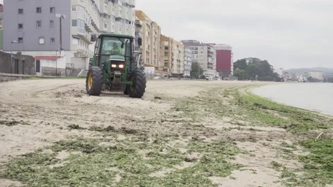 Tractor cleaning beach with algae and garbage at morning Video stock 138044291