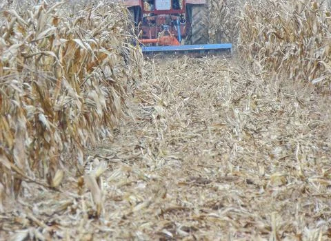 A tractor clears the field after the corn has been harvested. Agriculture con Stock Photos