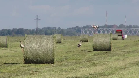 Tractor collecting a roll of haystack in the field Stock Footage 85326868