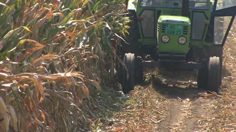 Tractor collecting silage maize Stock Footage 35713138