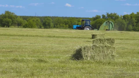 Tractor collects grass in the field Video stock 244317166