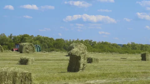 Tractor collects grass in the field Vidéo 244450586