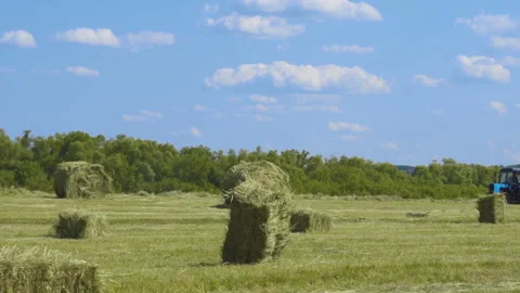 Tractor collects grass in the field Vidéo 244450626