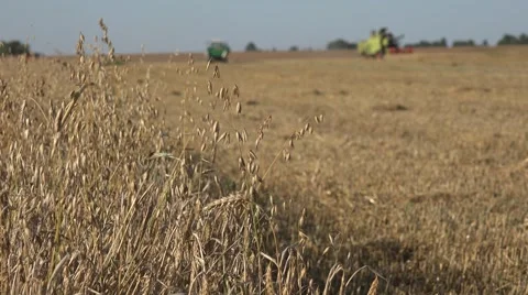 Tractor combine work in oat field at harvest time in country. 4K Stock Footage 65803151