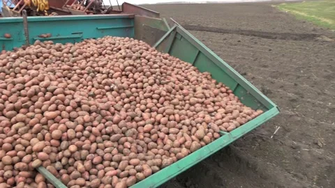 Tractor container for potatoes. Stock Footage 197549770