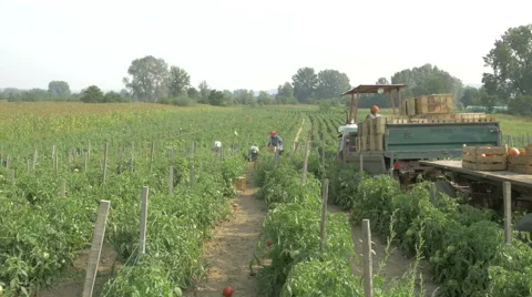 Tractor with crates on the trail pass through the tomatoes plantation by Cutter. Stock Footage 67331217