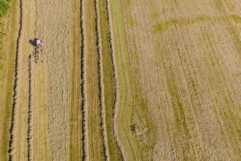 Tractor creates rolls of dry grass, for the subsequent collecting of hay in Stock Photos