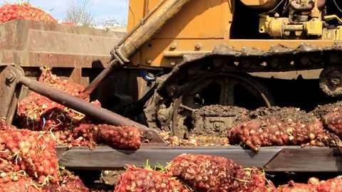 Tractor crushes the onion with caterpillars Video stock 82330201