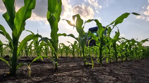 Tractor cultivating in a corn field at sunset, slow motion 库存影片 310233328