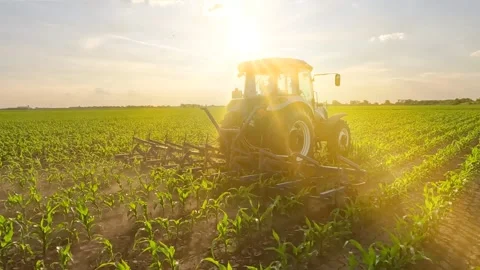 Tractor cultivating in a corn field at sunset, slow motion 库存影片 310233405