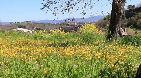A tractor cuts the grass Stock Footage 22592941