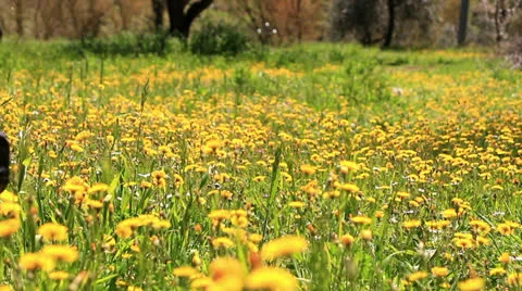 A tractor cuts the grass Stock Footage 22593182