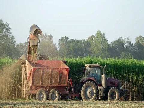 Tractor cutting sugar cane sugarcane Stock Footage 81716008