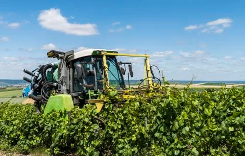 Tractor Cutting Vines Vineyard Stock Photos