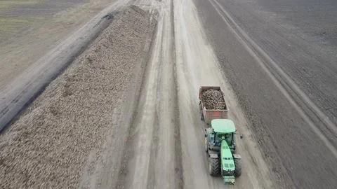 The tractor delivers the beet harvest Stock Footage 163931732