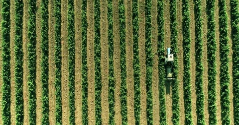 A tractor is destroying parasites in the vineyard 動画素材 79663986