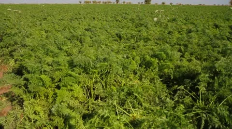 Tractor Digging Carrots Up Stock-Footage 22305651