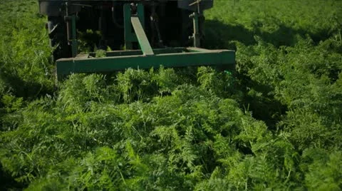 Tractor Digging Carrots Out 스톡 동영상 22304646