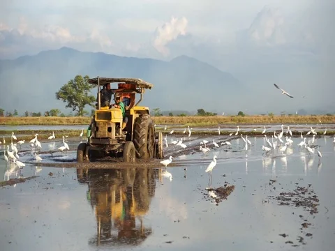 Tractor  to digging paddy fields. Video stock 105023960